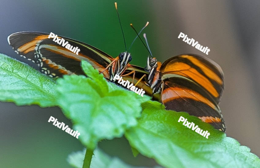 Tiger striped butterfly
